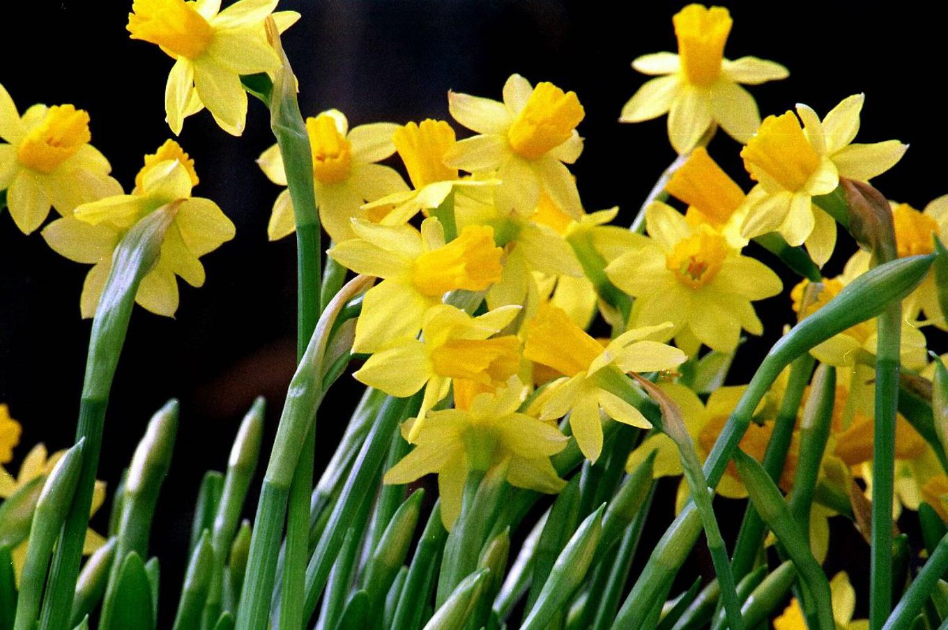 en gruppe gule blomster